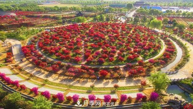 中国三大月季名园，爱月季的你一定要去的三大月季园！(图2)