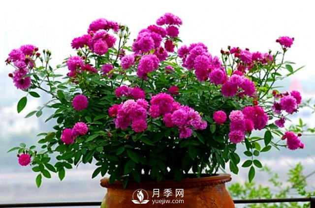 月季、蔷薇开花还“结果”，微型月季盆栽放阳台，1年开花300天(图6)