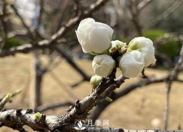 河南省气象局发布花期地图 洛阳牡丹花4月3日进入初花期(图2)