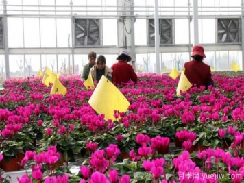 扬州高邮：每天发货30万株，花工厂绽放乡村振兴致富花