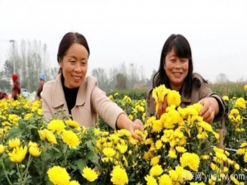 农民种植菊花，既能欣赏也能致富发家