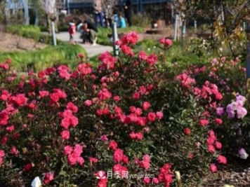 上海植物园内部分月季释放冬季魅力，观赏区还在不断优化中