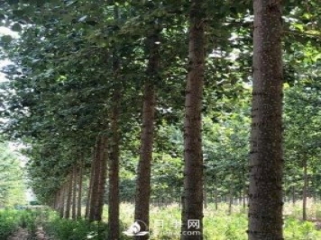 河南周口：培育出不飞絮的杨树新品种