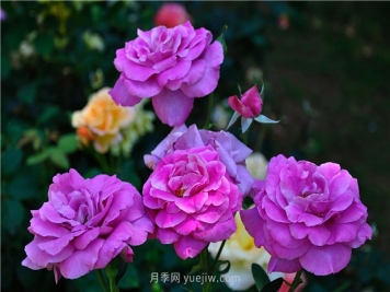 南昌滨江月季园，带你去看天下风流的江西月季花