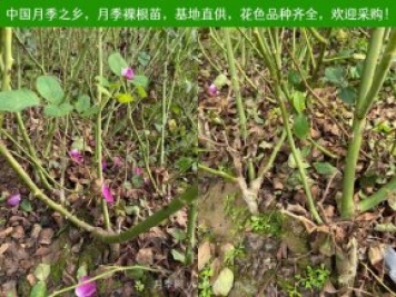 上海龙凤419：月季裸根苗的选购、栽植、肥水、养护技术大全
