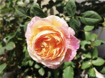 100种玫瑰花的名字，来了解下不同颜色的品种月季