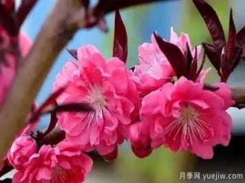 红叶碧桃的种植养护及修剪技术方法介绍