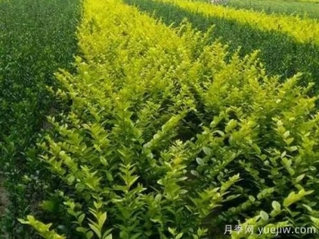 大叶黄杨的养殖护理
