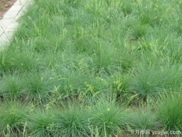 山东适合种植的20种草坪和地被植物