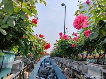 1.2万株月季盛开，南昌八一桥景观花廊拥抱春景
