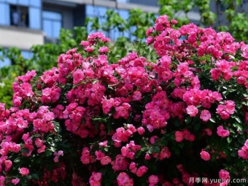 武汉新增多条绝美月季花道，江城处处花海景观