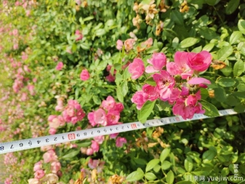 安吉拉月季盆栽苗，60厘米高基地发货
