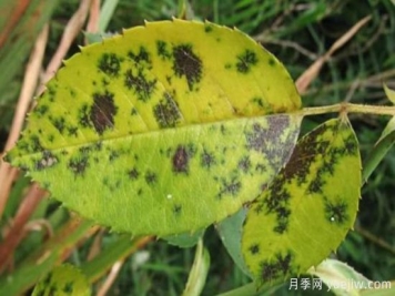 深秋天季节月季出现斑点的病害原因与防治