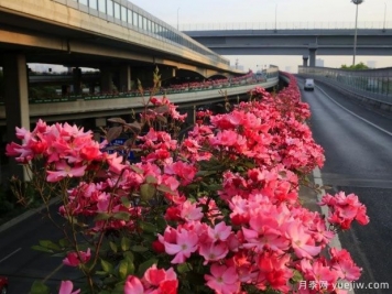 30万株新品种，杭州高架月季会带来什么样的惊喜？