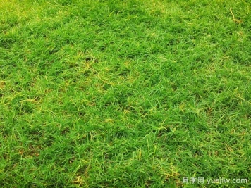 夏季铺草坪发黄干枯，如何提高草皮铺植成活率？