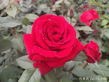 原产中国的玫瑰花(月季花)，是如何成为美国国花的？