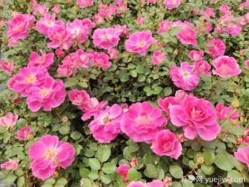 仙境盆栽月季杯苗粉色丰花，绿化工程批发