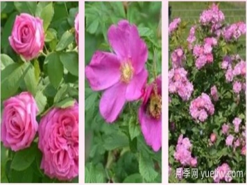 轻松区分月季、玫瑰和蔷薇ROSE三姐妹，不再迷茫于爱情花海