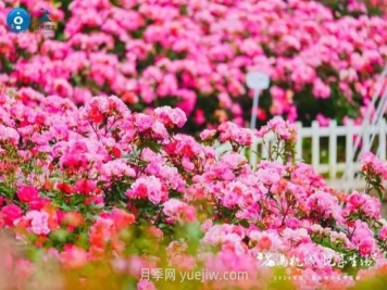 2024年第二届杭州市月季花展举办，赏500万株月季