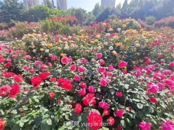 郑州月季公园40万株月季竞相绽放，感受花漾生活
