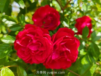 月季红木香爆花机器，花艳丽花量大花期长