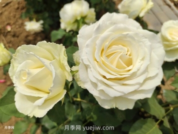 十一朵白玫瑰的花语和寓意