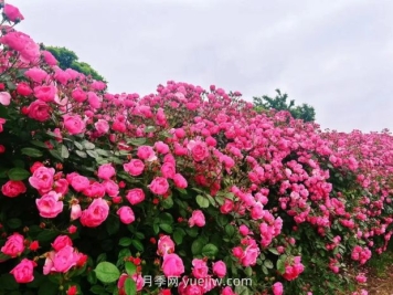 上海放鹤谷无门票，30万朵200多种月季开成了花海