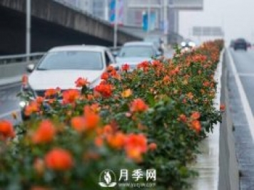 月季花期可调控，看武汉10月中旬月季花艳丽开放