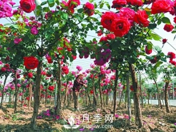 新品“月季树”为北京市花添色彩，居然引种自南阳内乡