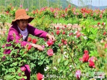山东淄博沂源60亩月季花竞放，美丽产业助推特色乡村旅游