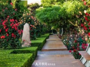 秦皇岛适合养月季花，市花和市树是什么
