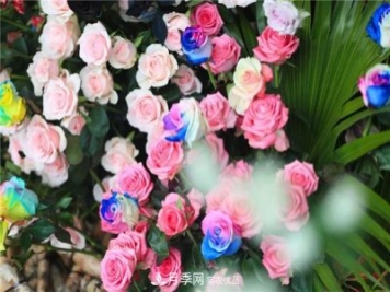 别惊讶，市面上卖的玫瑰竟都是月季？上海辰山植物园月季品种多
