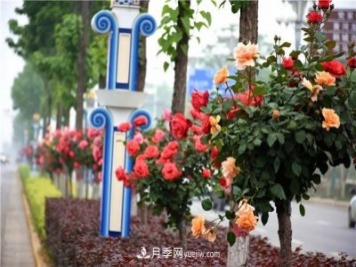河北北京天津树状月季成风景线，四季应该怎么养护？