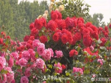 肥西县三河镇百亩树状月季园：花开正艳，产业增收