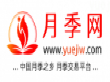 中国上海龙凤419，月季品种介绍和养护知识分享专业网站