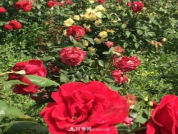 山西运城农民柳庚申建当地精品月季园，种植300多个月季花品种